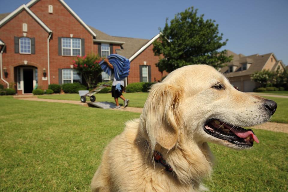 Dog in front of house