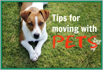 Tips for moving with pets